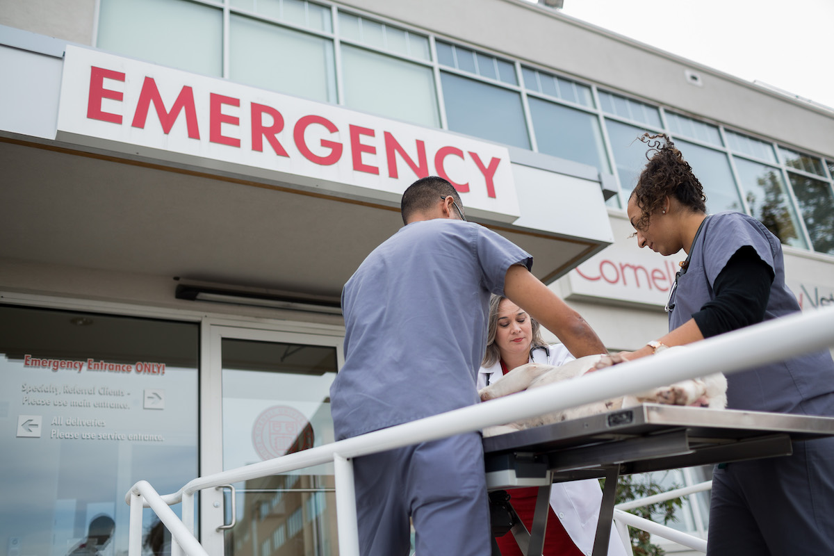 A patient on a gurney is ushered into the emergency entrance of CUVS by a veterinarian and two LVTs