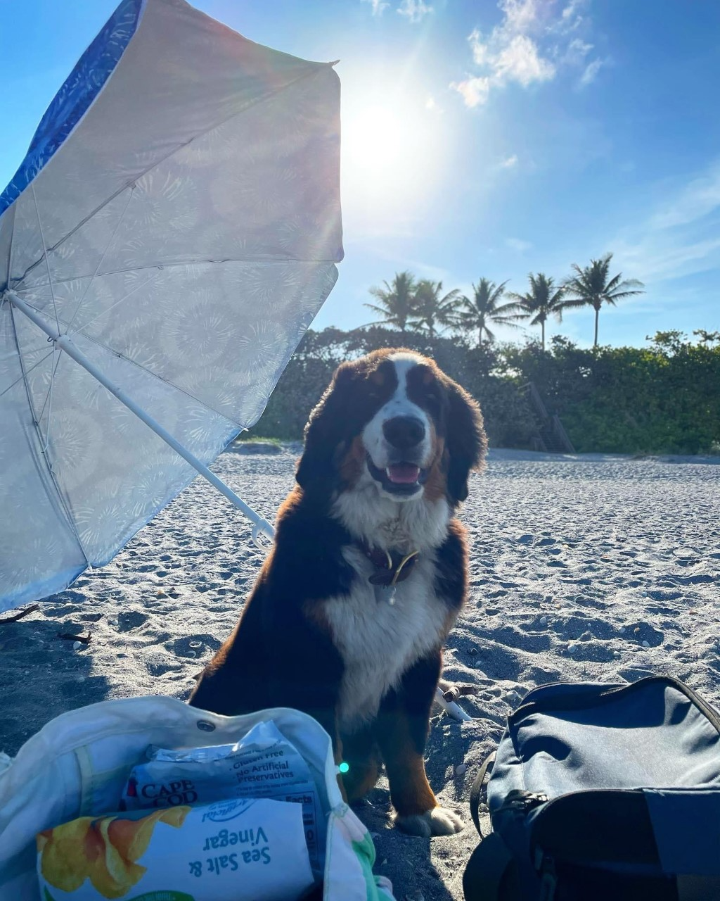 bernese mountain dog sitting under an umbrella at the beach
