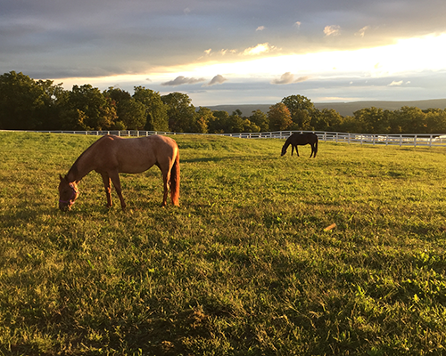 Horses grazing in a field. 