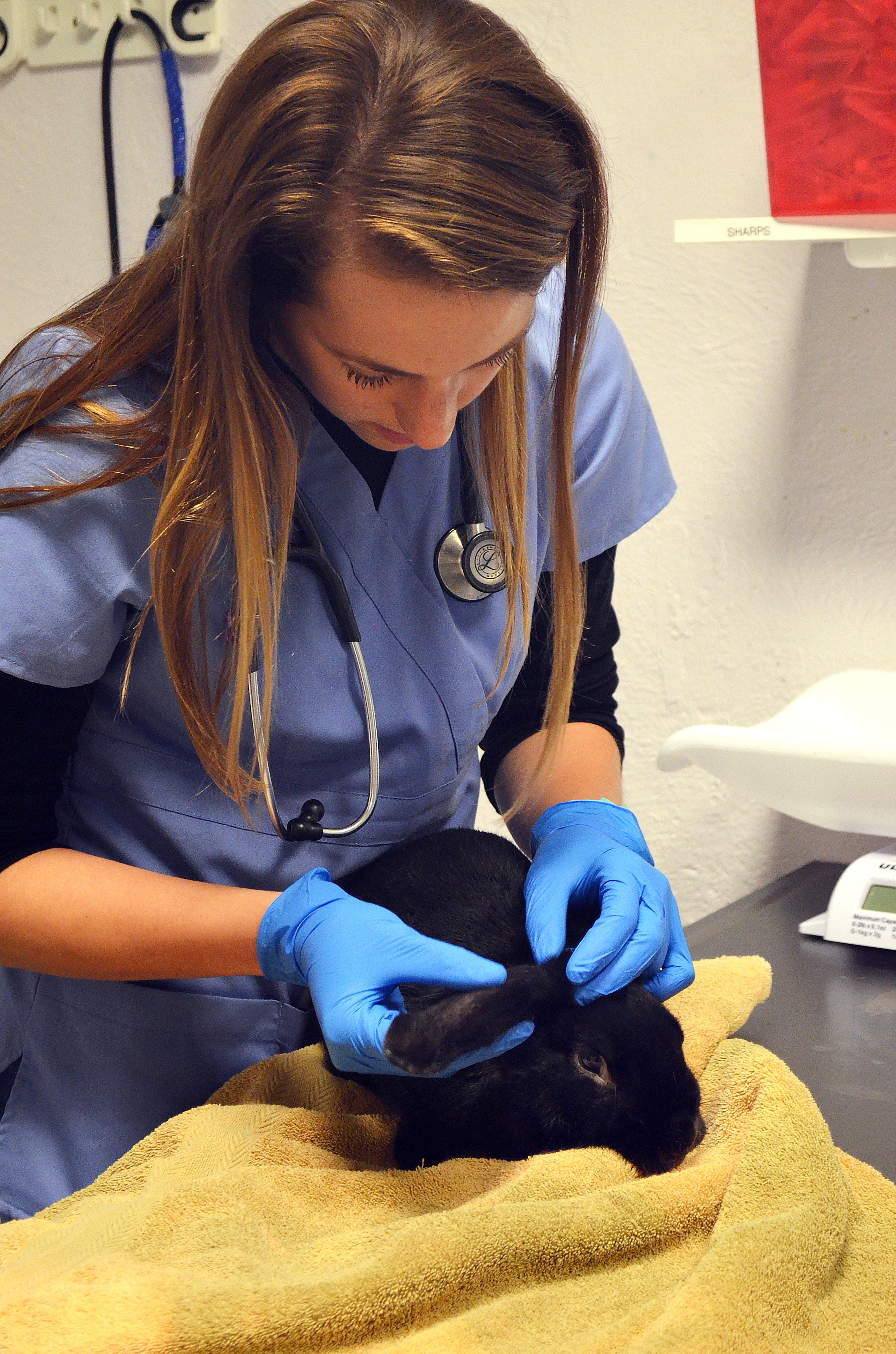 A clinician examines a bunny's ear health