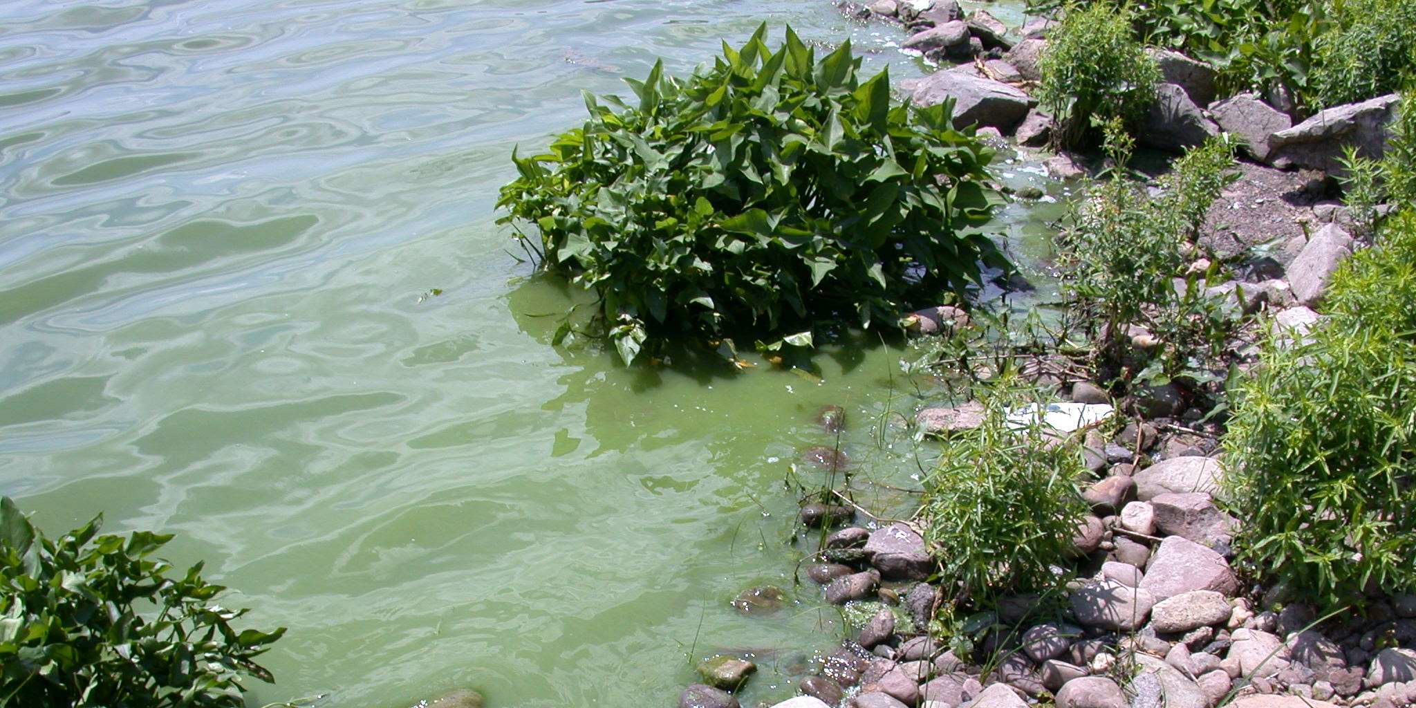 Freshwater Harmful Algal Blooms