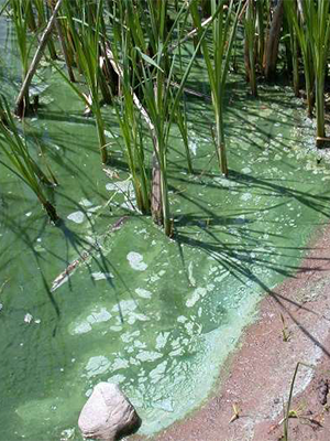 Freshwater Harmful Algal Blooms