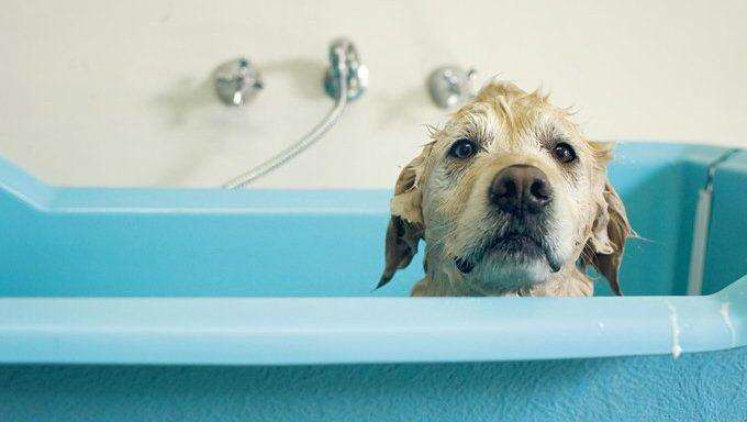 Dog taking a bath