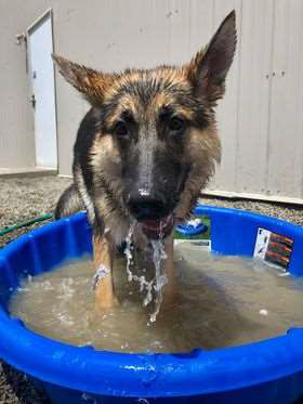 Dog in small swimming pool.