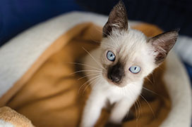 Siamese kitten