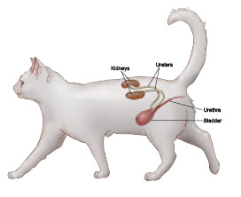 Anatomy of feline urinary tract