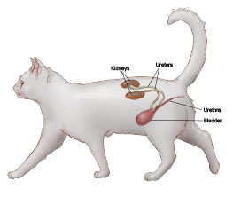 old cat kidney disease not eating