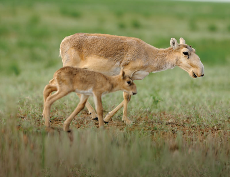 A saiga antelope and a calf