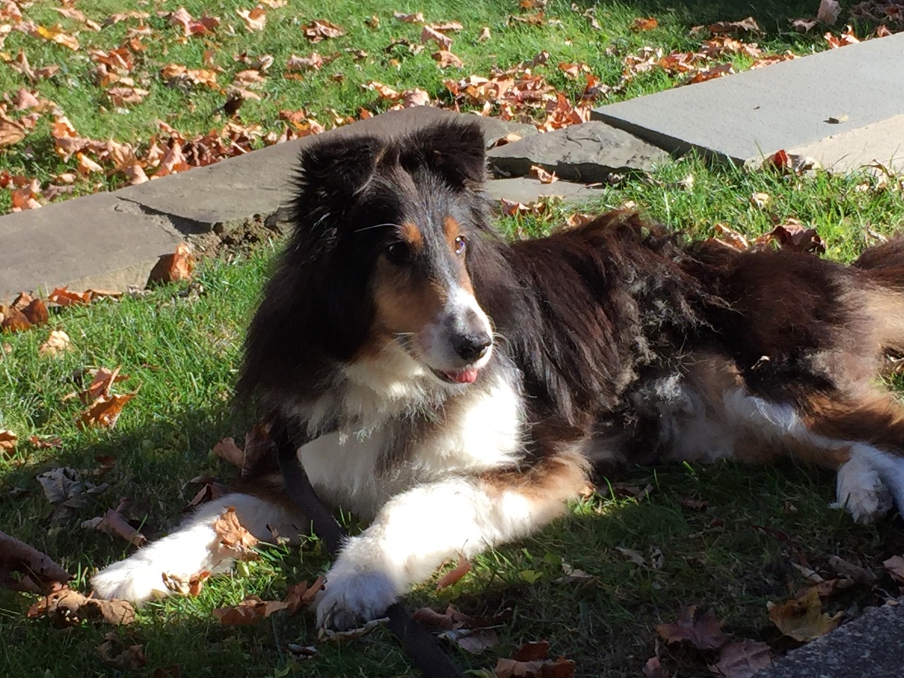 A shetland sheepdog lying in the grass