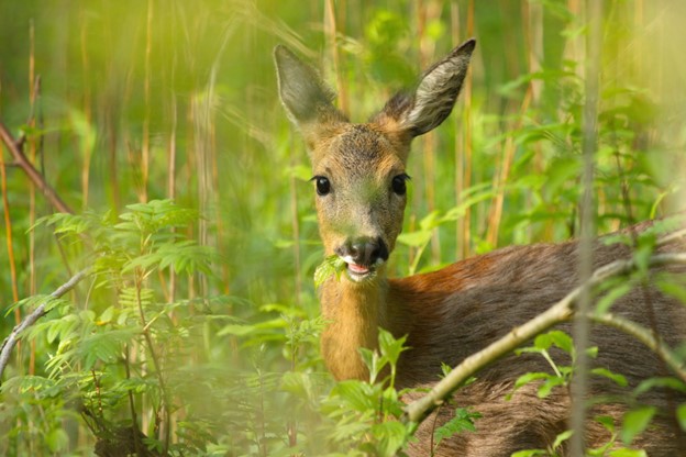 Captive White-Tailed Deer Fawn Mortality Secondary to