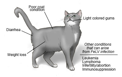 grill Trænge ind køber Feline Leukemia Virus | Cornell University College of Veterinary Medicine