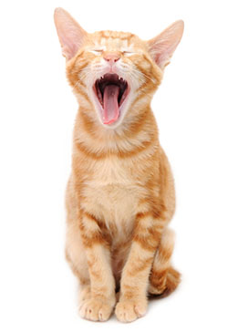 Orange kitty yawning
