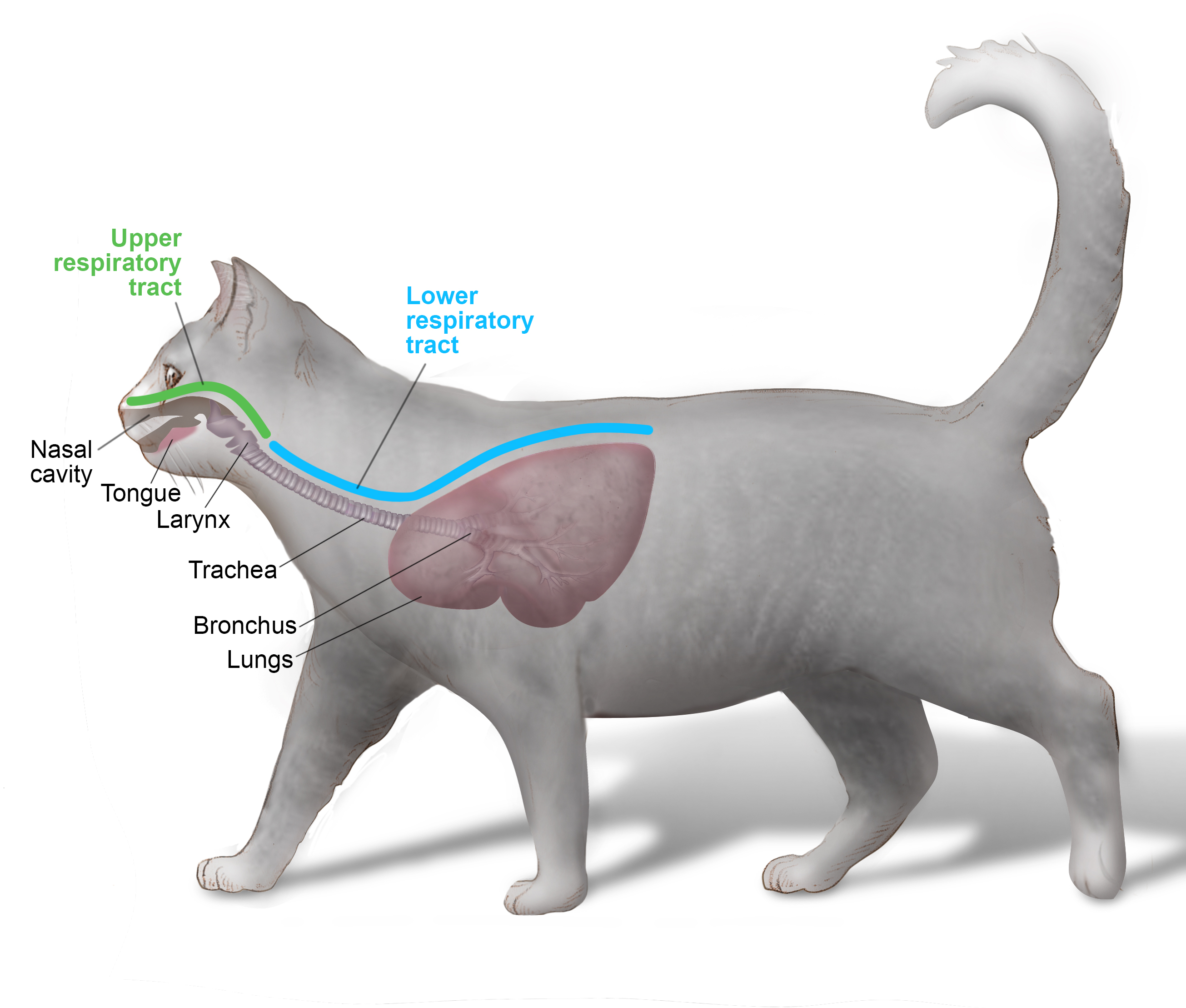 how do i know if my dog has an upper respiratory infection