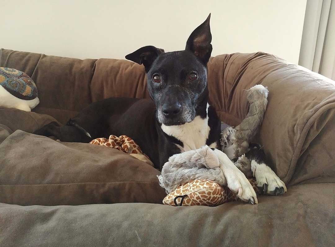 Finn sitting on a couch looking at the camera