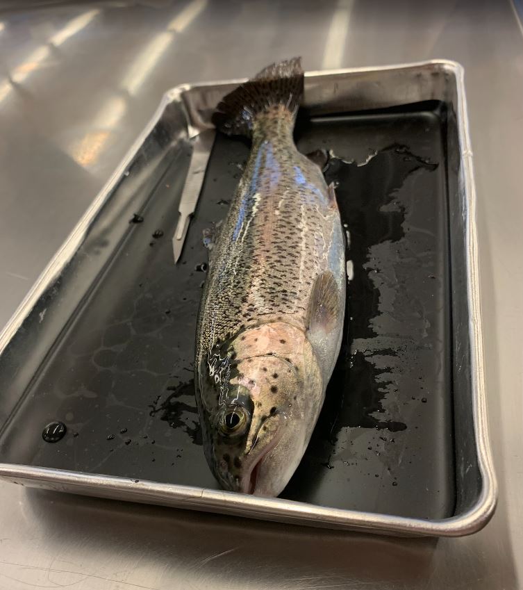 Fish in a dissection lab