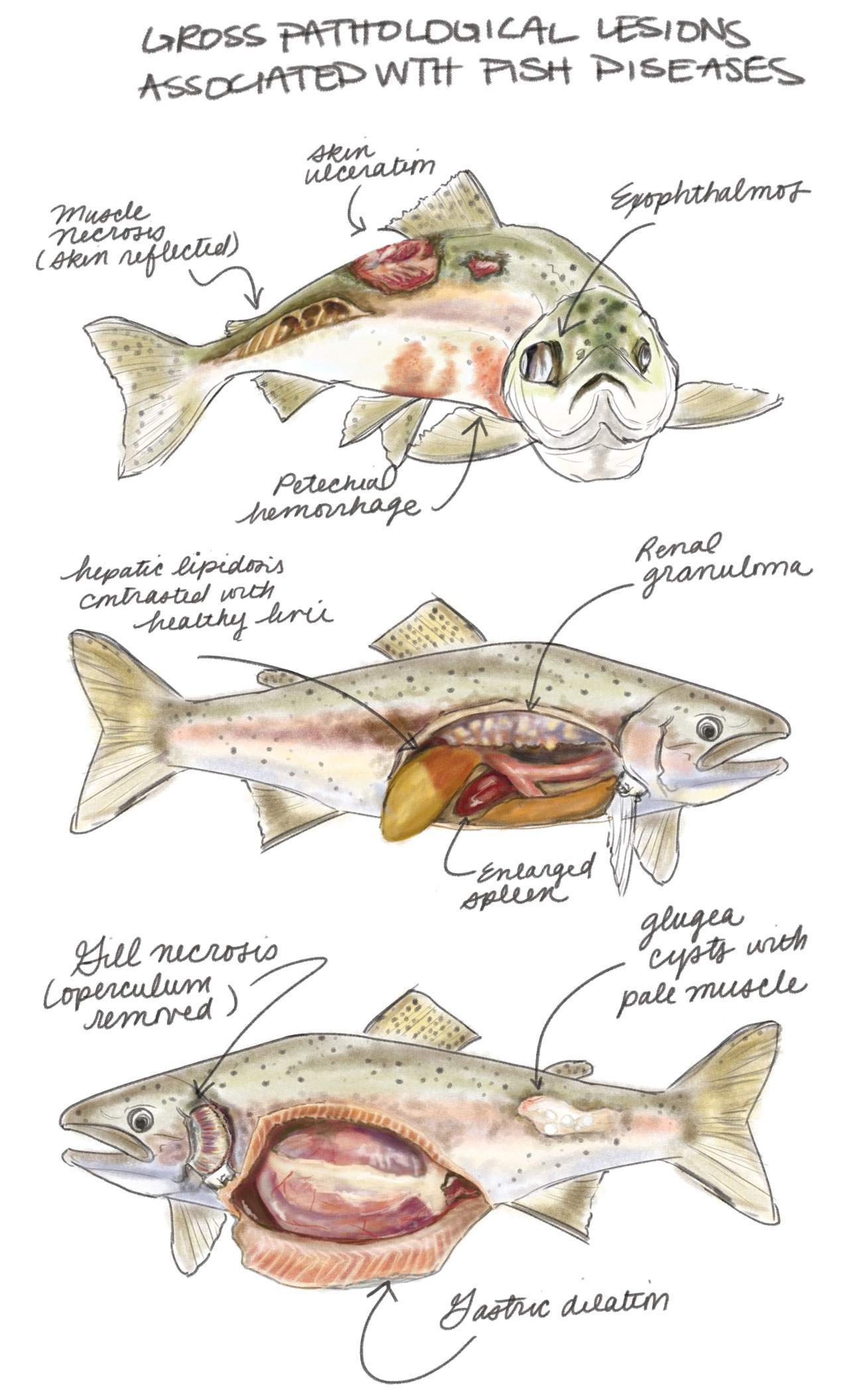 Illustrated fish disease