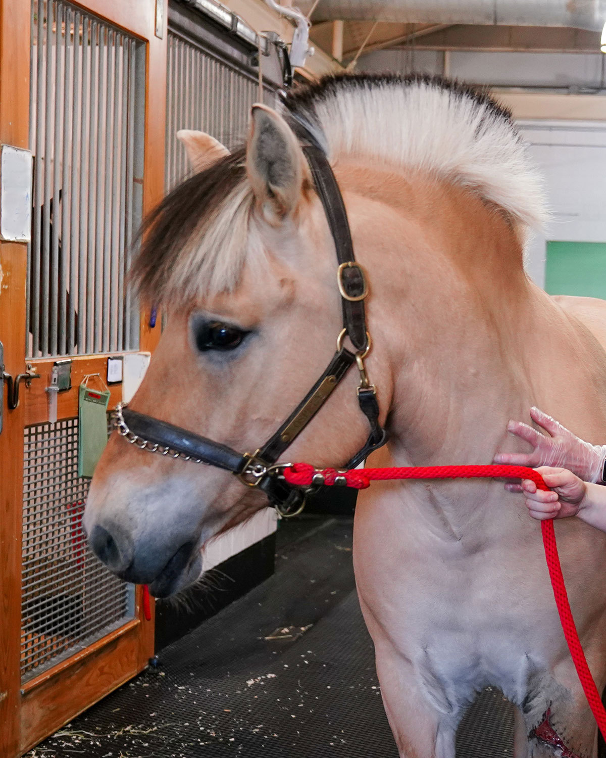 A Norwegian Fjord gelding with a brown coat and white and black mane, standing in the Cornell Equine Hospital