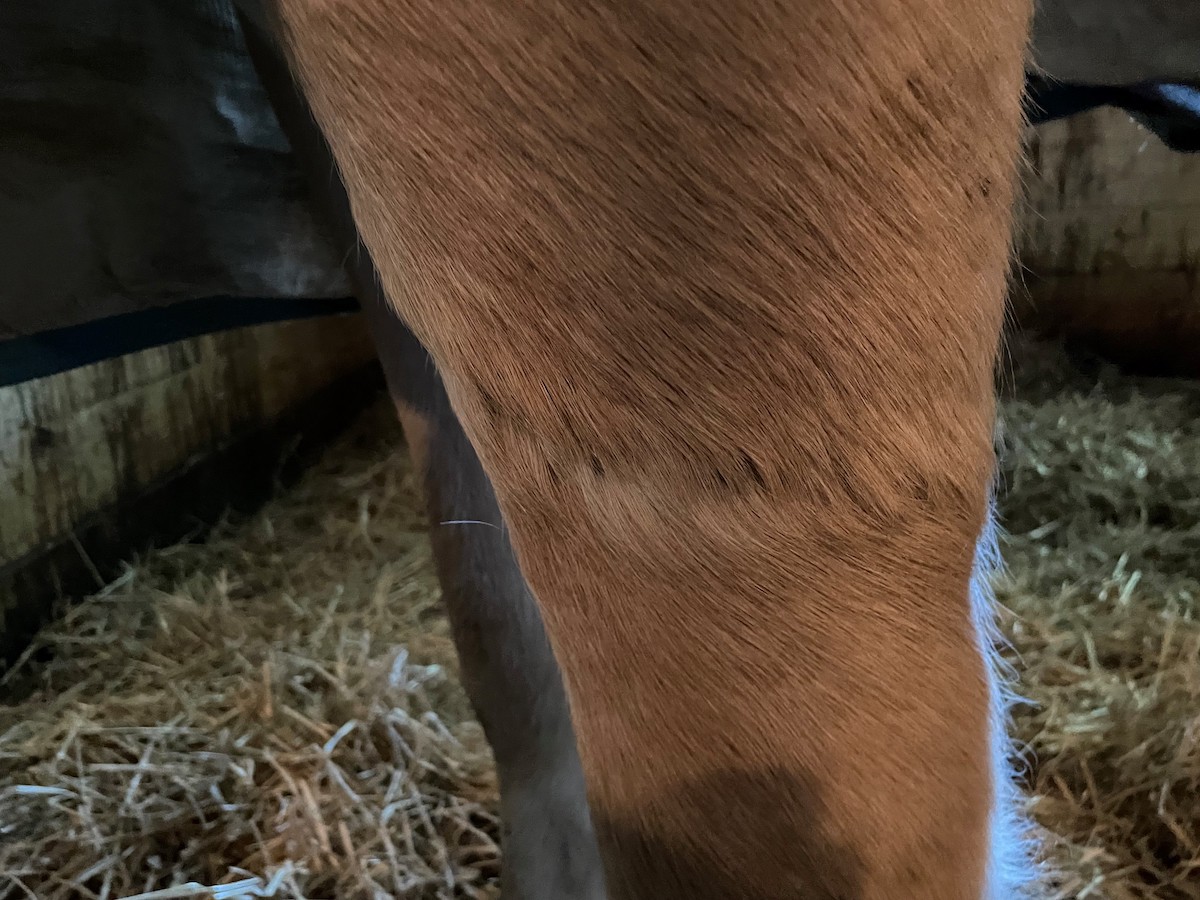 A horse's healed leg after a degloving injury