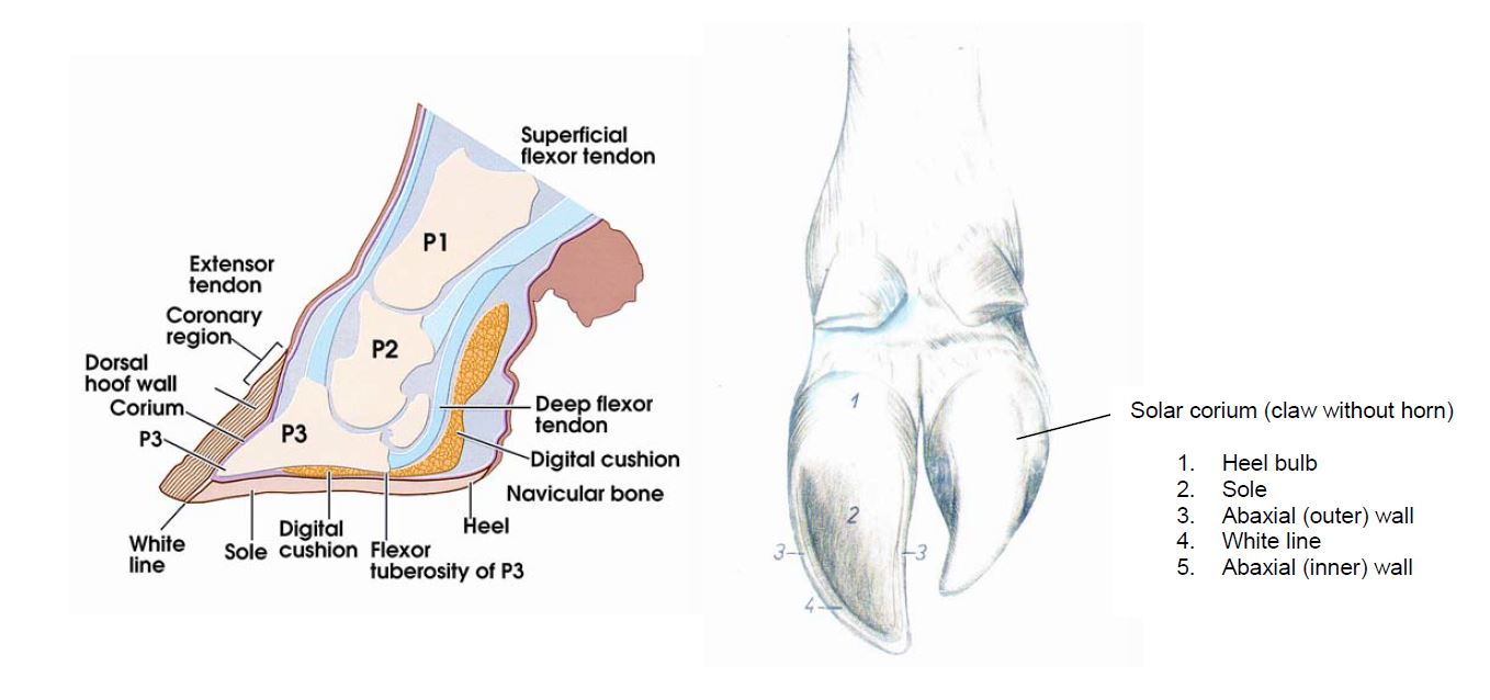 Cow Foot Anatomy