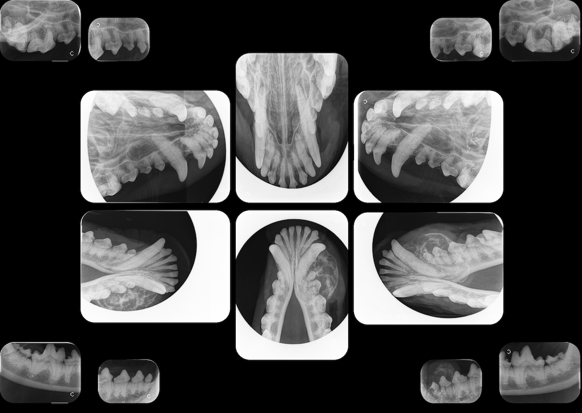 A composite of various canine dental x-rays