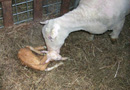 Ewe's first licks