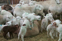 More lambs on ewe