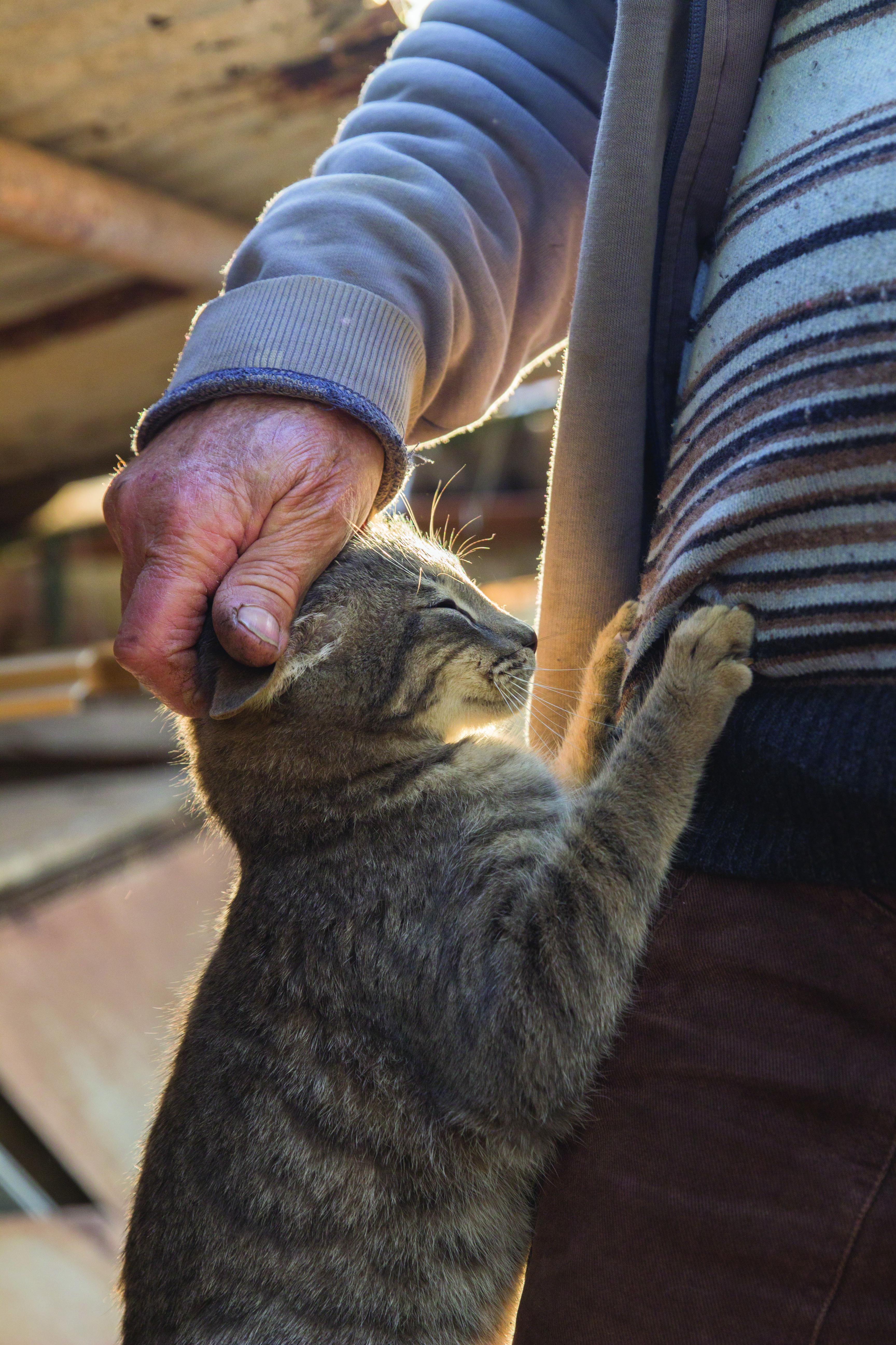 Homme âgé caressant le sommet de la tête d'un chat