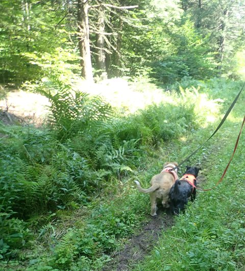 Two small dogs, one brown and one black, walk next to each other on a green, leafy trail