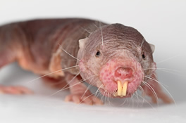 photo of a naked mole-rat