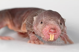 Naked mole rats defy the biological law of aging, Science