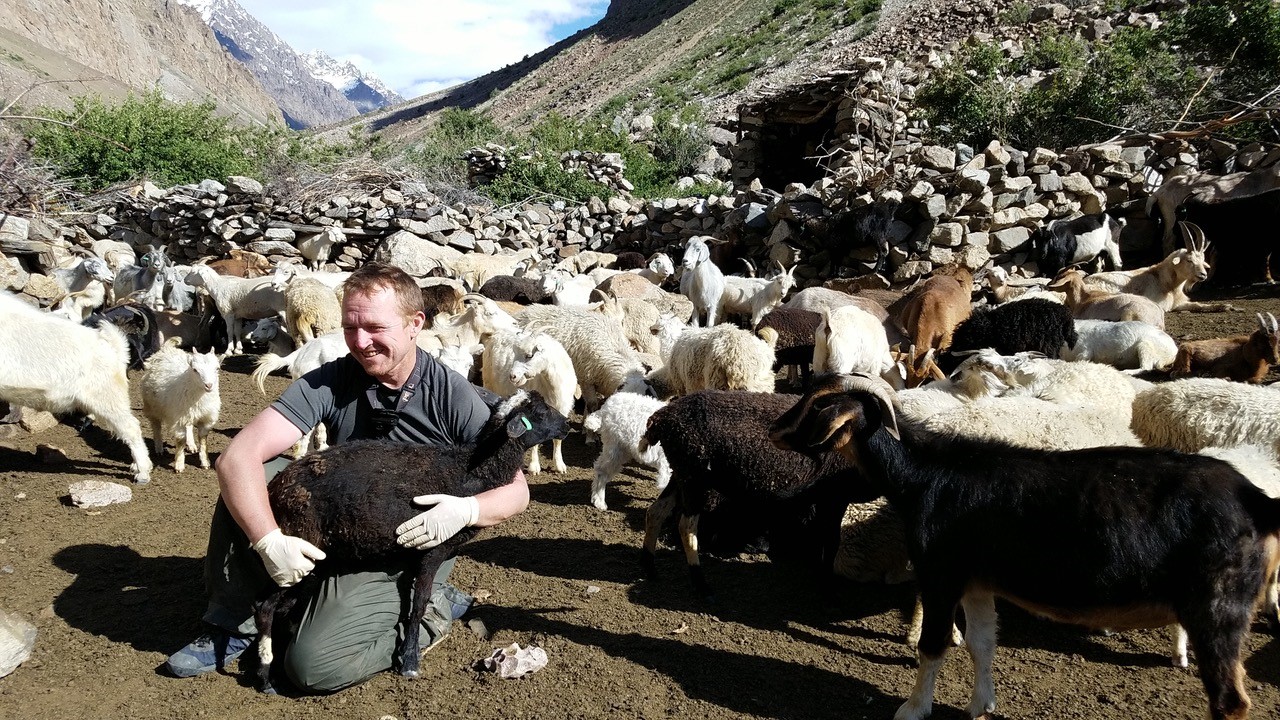Dr. Martin Gilbert with sheep herd