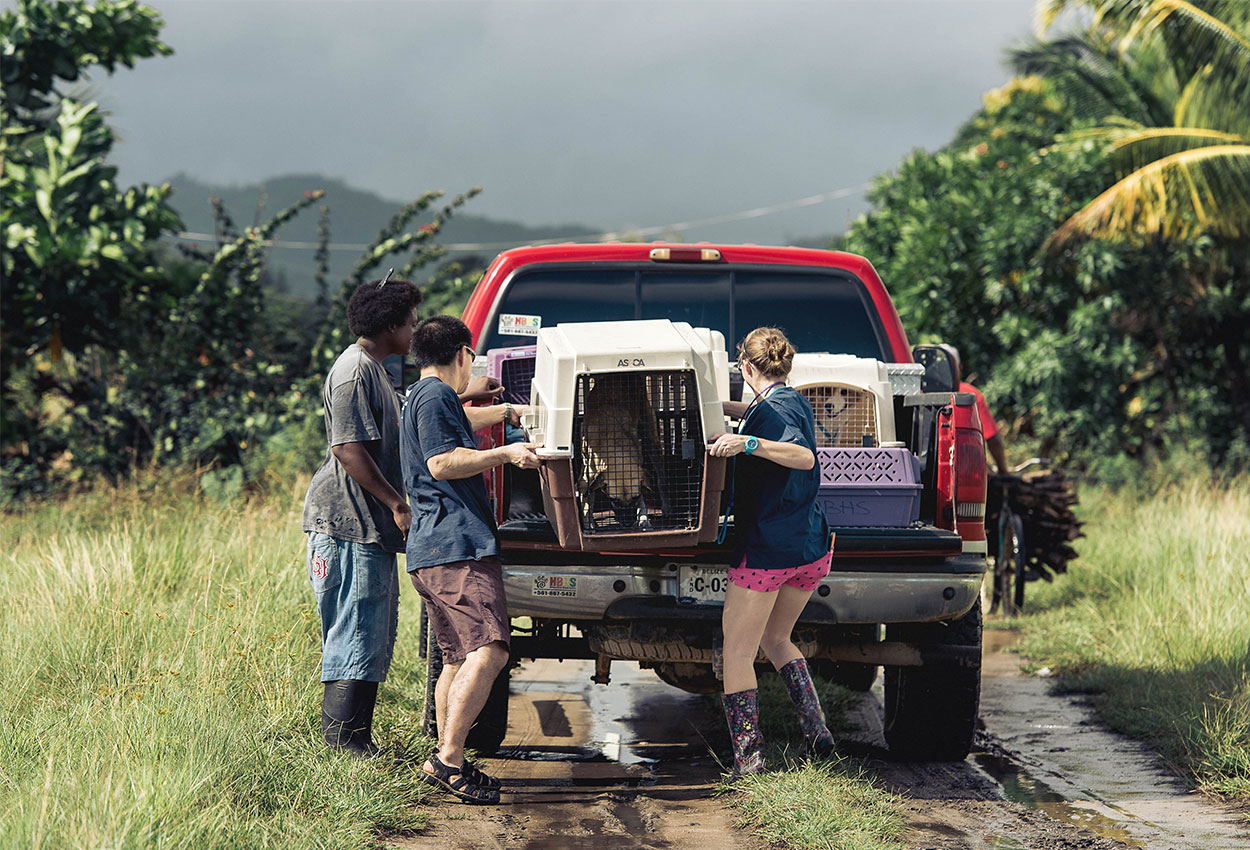 3 vets loading kenneled animal onto the back of a truck