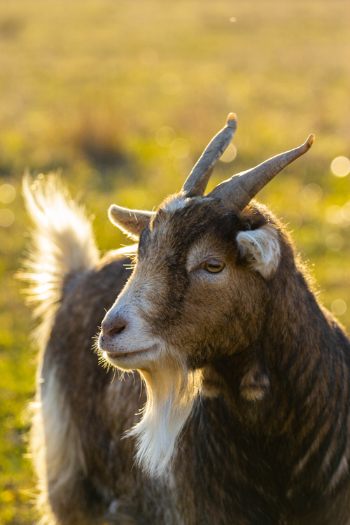 Profile of a goat looking to the left in a field