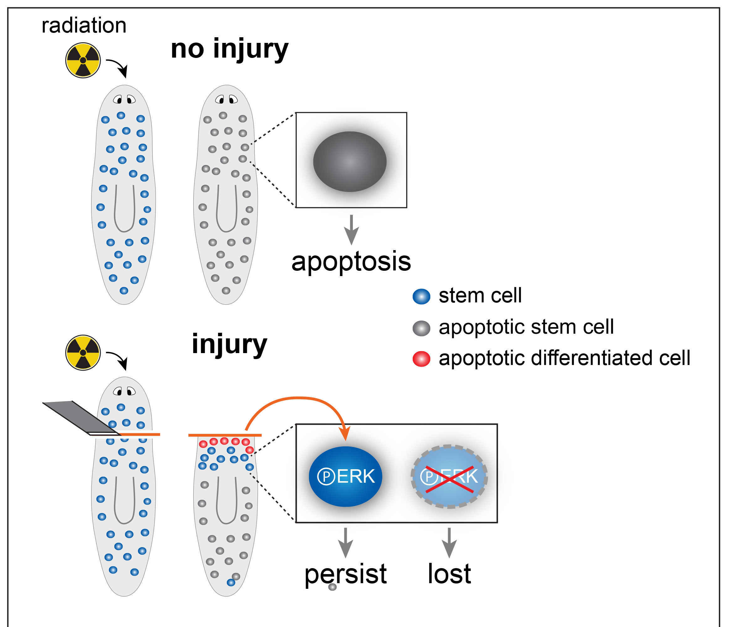 Planarians that received radiation but no injury saw stem cell death, or apoptosis, at a predicted rate, whereas ones with injury saw stem cells persist at the site of injury
