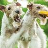 H3N2 Canine Influenza: Study Updates