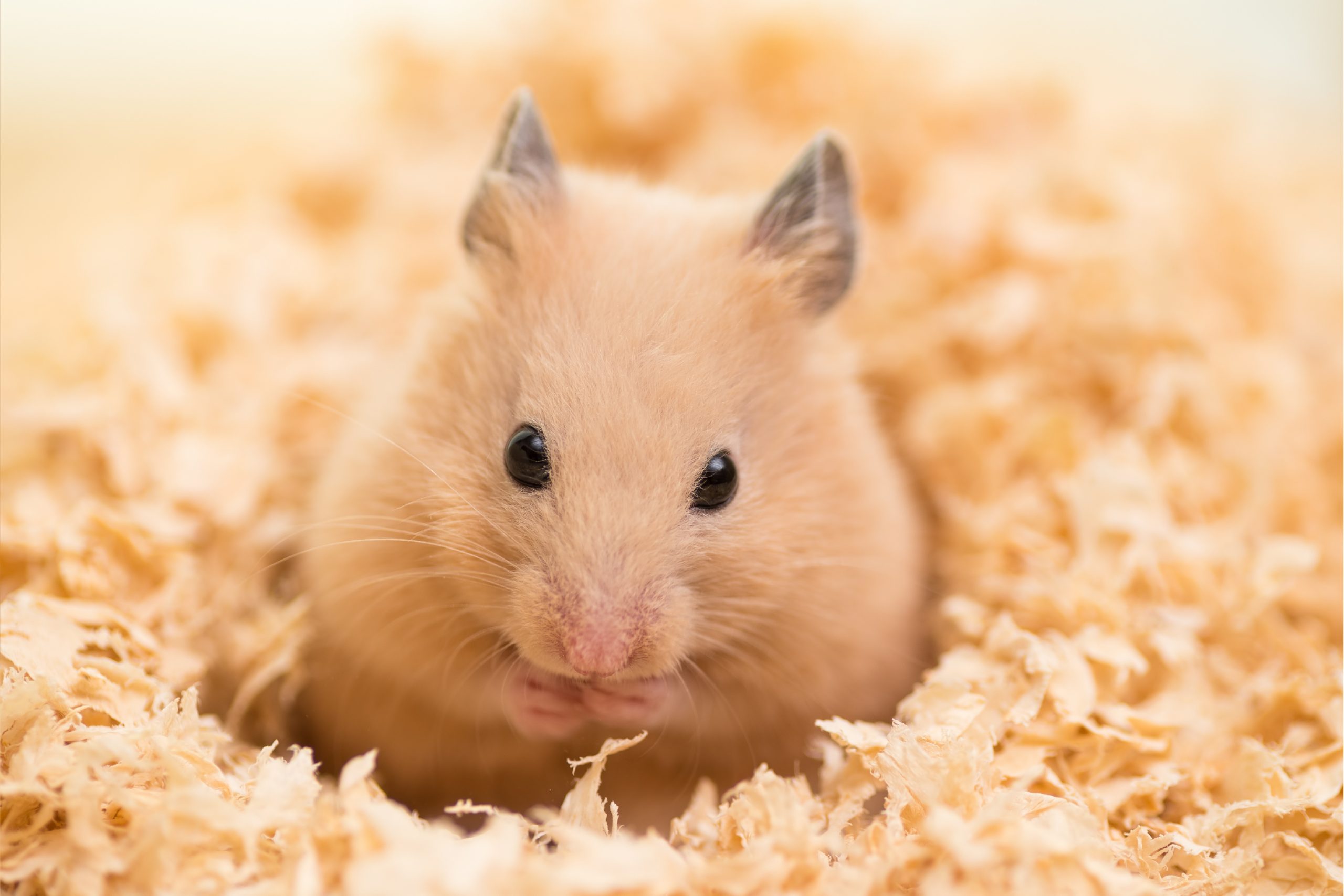 Here's How To Get Your Hamster To Live A Long Time