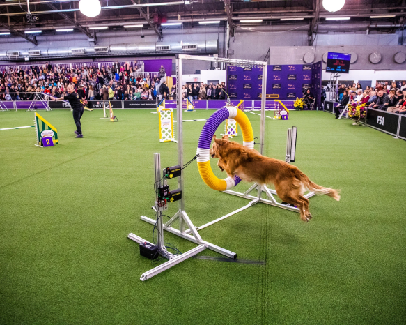 dogs competing at Westminster Dog Show