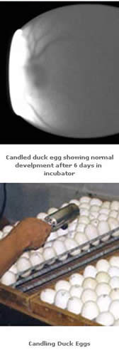 Hatching Duck Eggs