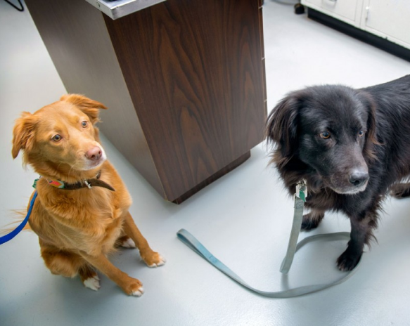 2 dogs sitting in exam room