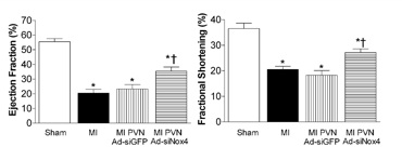 Graph demonstrating Targeted knockdown of Nox4 in the paraventricular nucleus improves cardiac function in myocardial infarction-challenged mice.