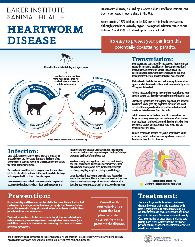 infographic on heartworm disease