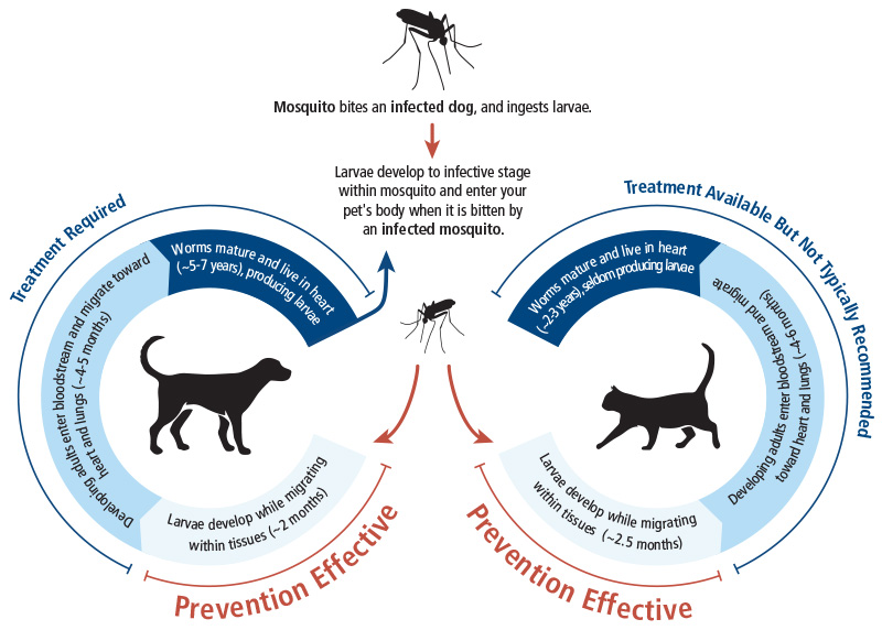 Heart worm life cycle