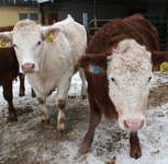Heifers in snow