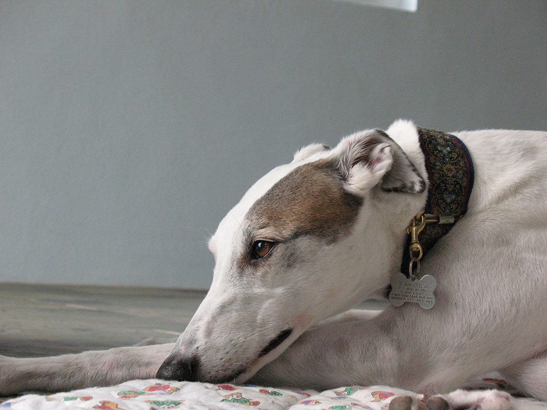 Takoda, a greyhound, lying down