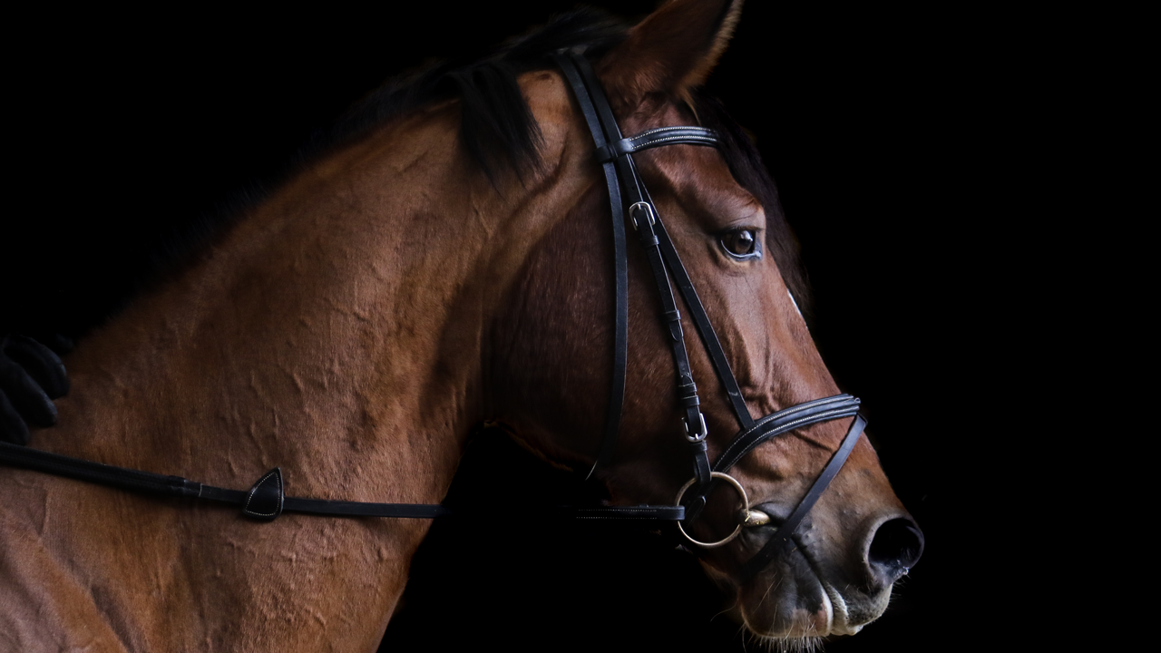 A silhouette view of a horse against a dark black background