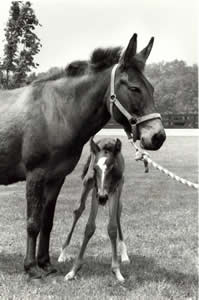 Horse Embryo Into Mule