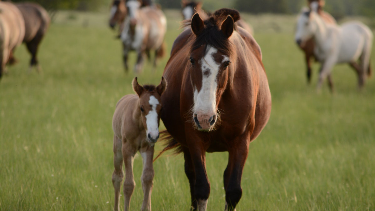 A mare and foal walking in a field together