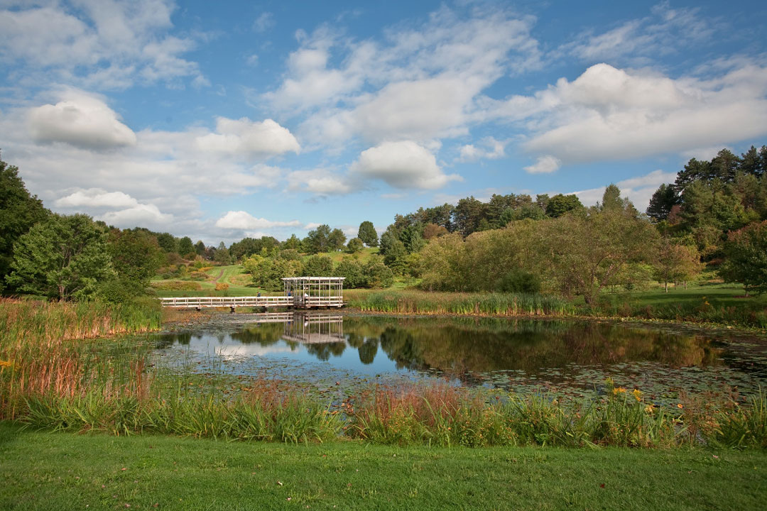 Houston pond in summer