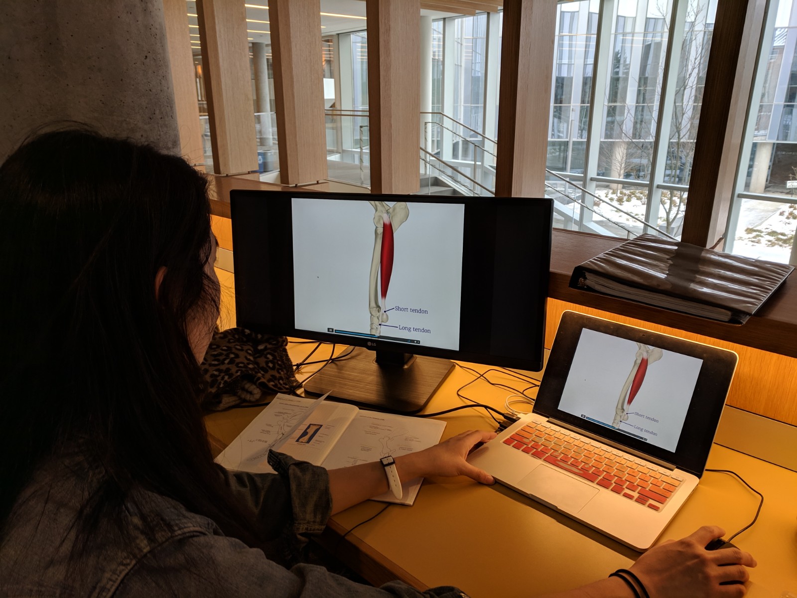 Student at computer studying different parts of a horses leg broken down by the new modules tech