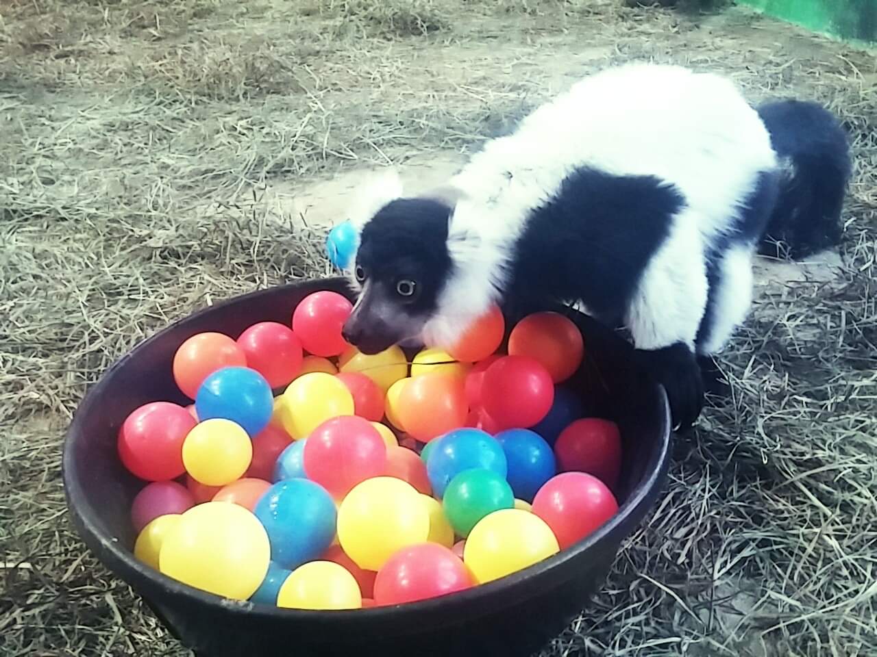 Fiori, a black-and-white-ruffed lemur with a tub of colorful balls.